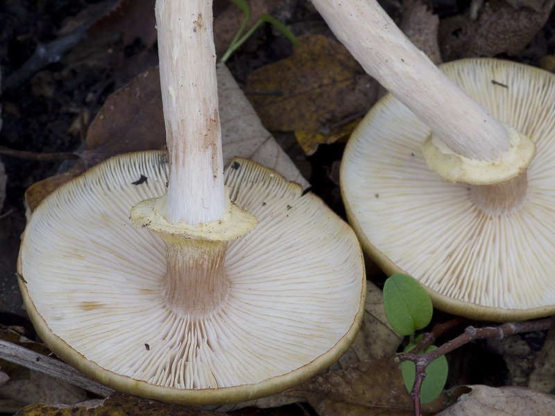 Armillaria mellea